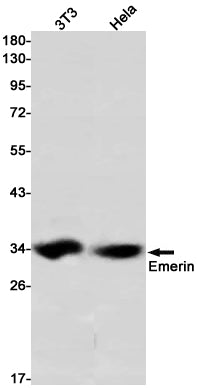 Emerin Rabbit Monoclonal Antibody