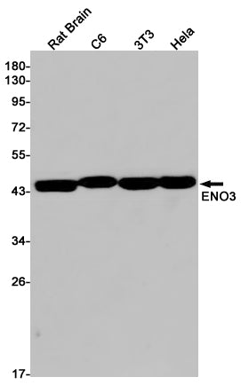 ENO3 Rabbit Monoclonal Antibody