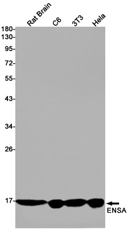 ENSA Rabbit Monoclonal Antibody