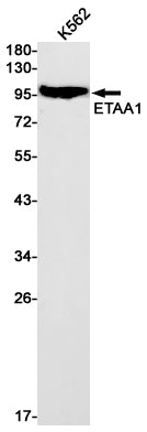 ETAA1 Rabbit Monoclonal Antibody