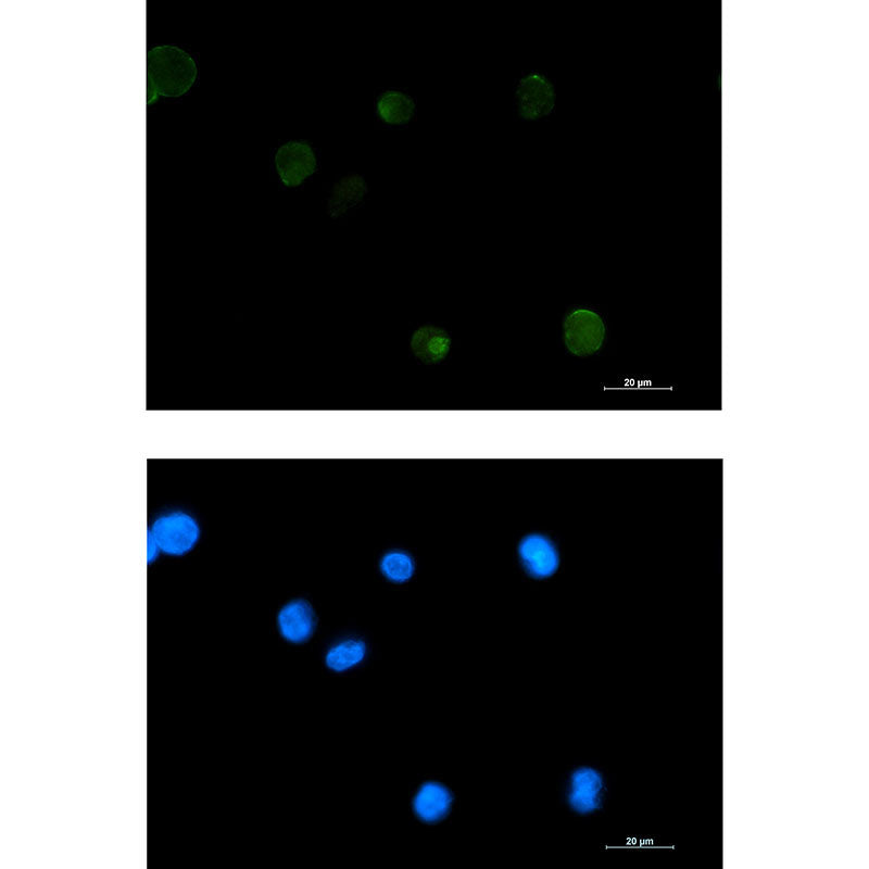 Extracellular Matrix Protein 1 Rabbit Monoclonal Antibody