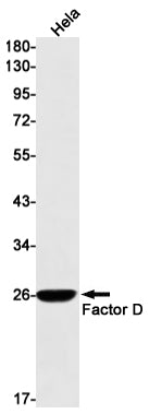 Factor D Rabbit Monoclonal Antibody