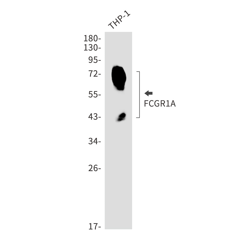 FCGR1A Rabbit Monoclonal Antibody