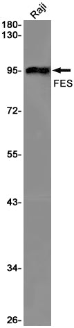 FES Rabbit Monoclonal Antibody