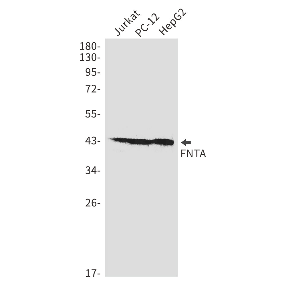 FNTA Rabbit Monoclonal Antibody