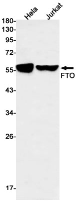 FTO Rabbit Monoclonal Antibody