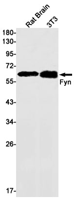 FYN Rabbit Monoclonal Antibody