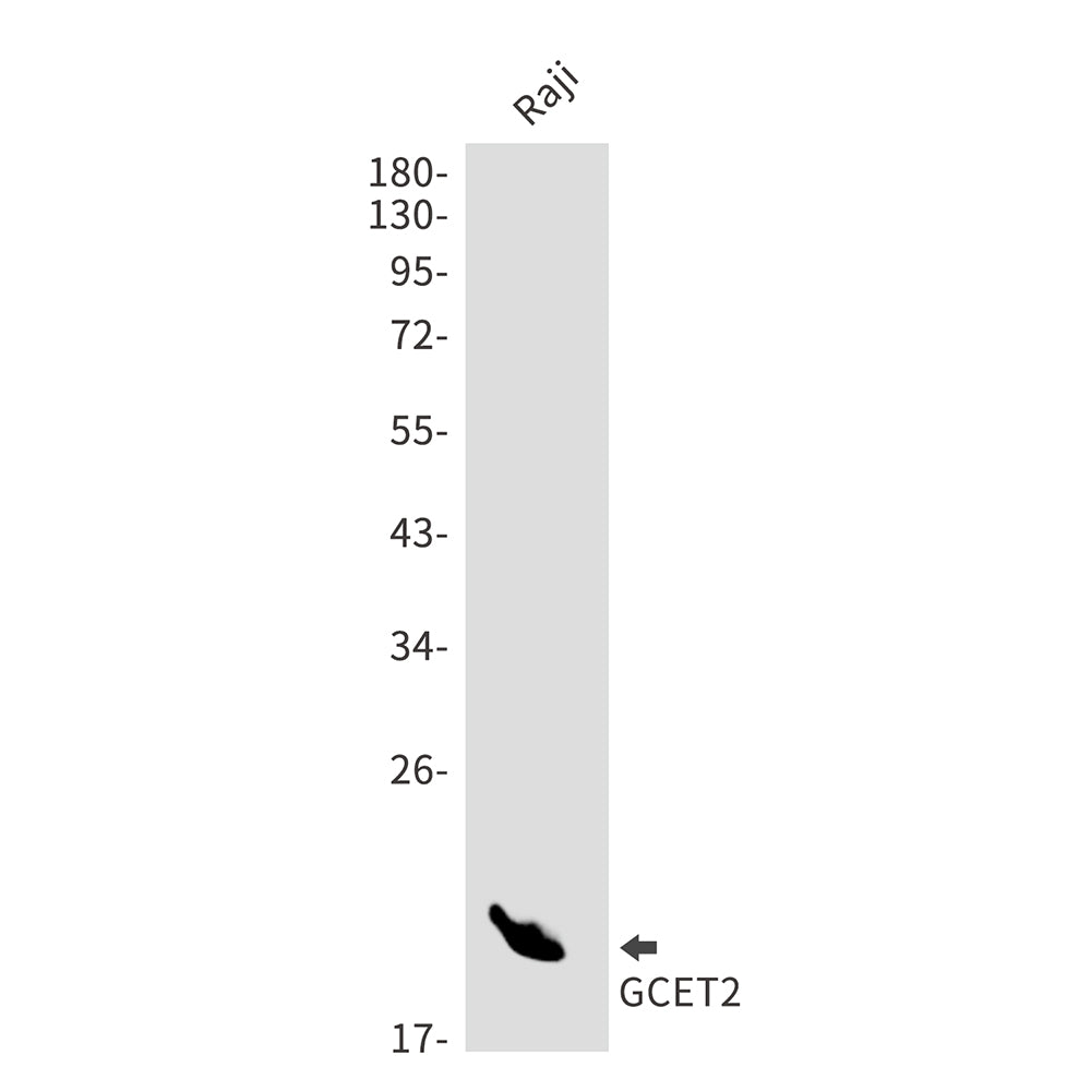 GCET2 Rabbit Monoclonal Antibody