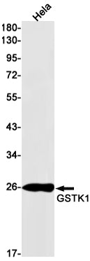 GSTK1 Rabbit Monoclonal Antibody