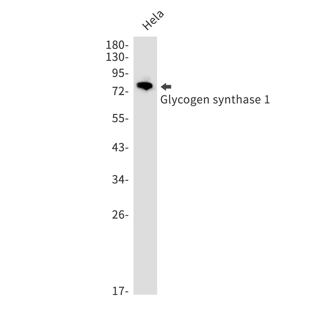 Glycogen Synthase 1 Rabbit Monoclonal Antibody