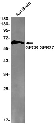 GPR37 Rabbit Monoclonal Antibody