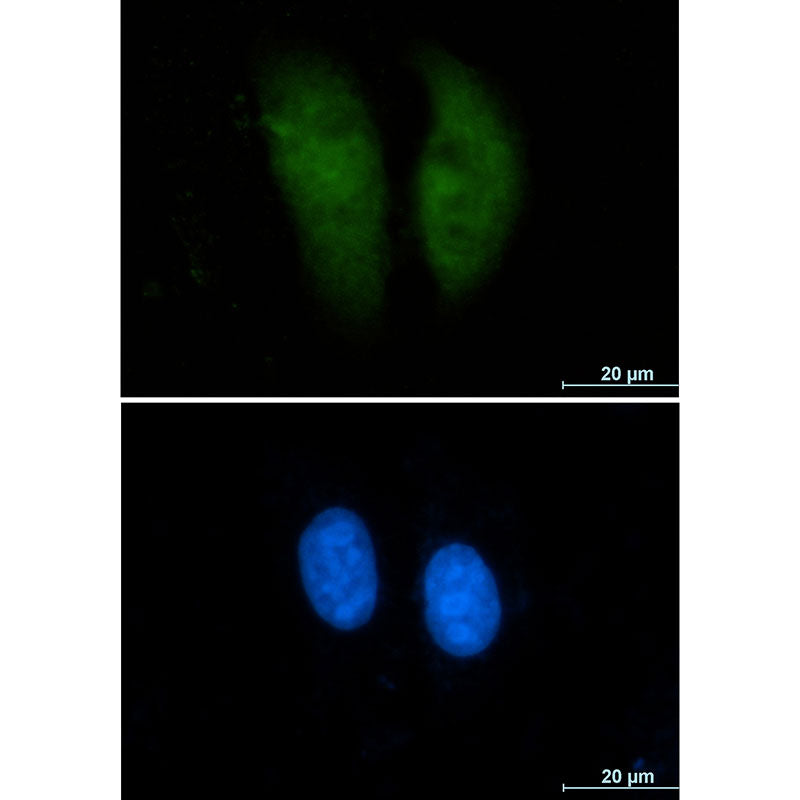 GST3 Rabbit Monoclonal Antibody