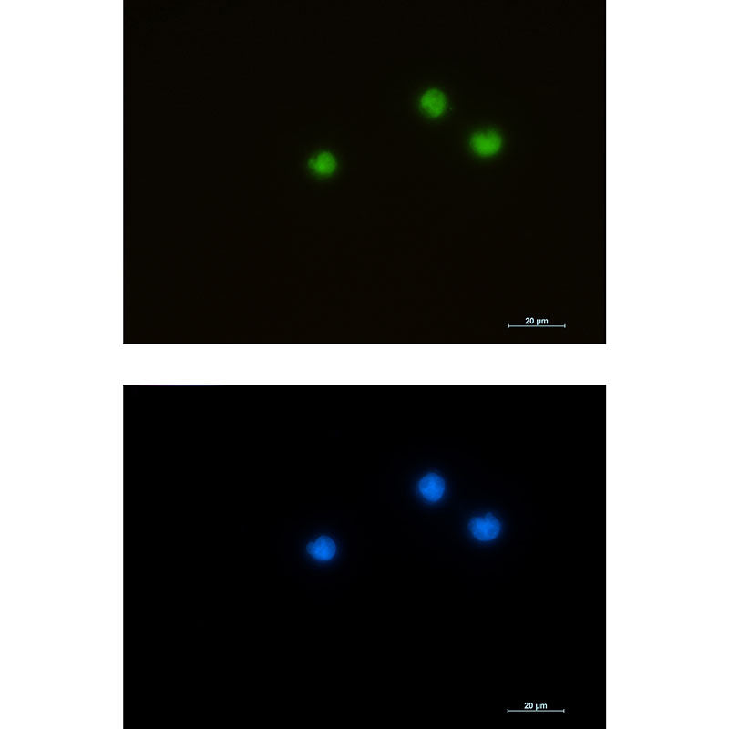 HDAC1 Rabbit Monoclonal Antibody