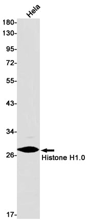 Histone H1.0 Rabbit Monoclonal Antibody