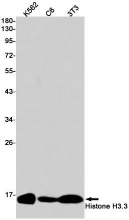 Histone H3.3 Rabbit Monoclonal Antibody