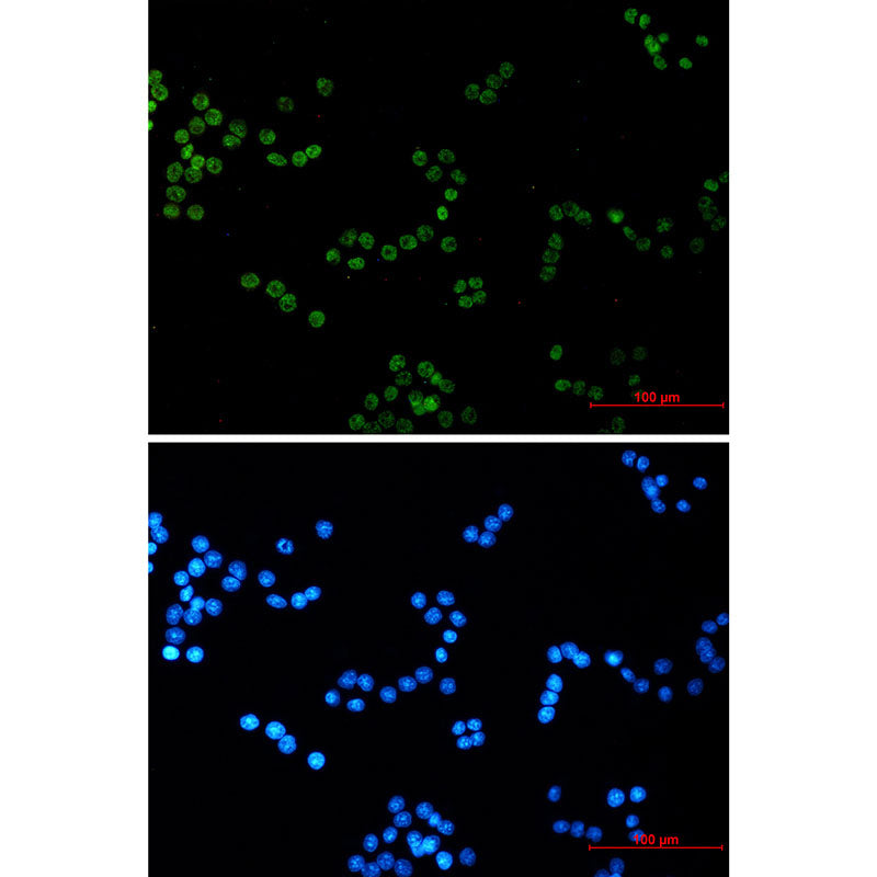 Histone H4 Rabbit Monoclonal Antibody