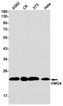 HMG4 Rabbit Monoclonal Antibody