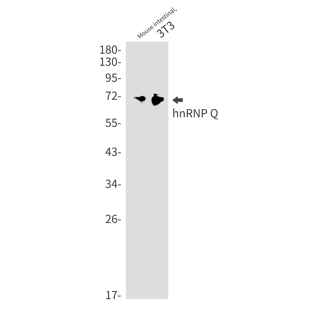 hnRNP Q Rabbit Monoclonal Antibody