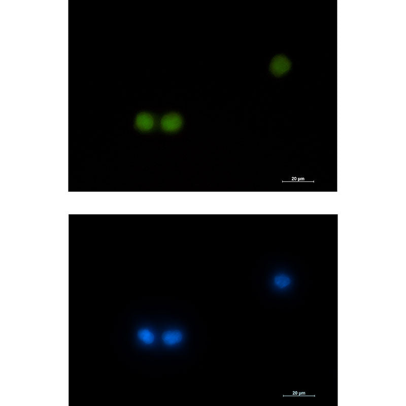 HOXB4 Rabbit Monoclonal Antibody