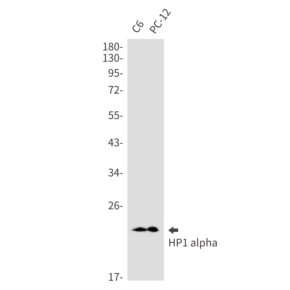 HP1 alpha Rabbit Monoclonal Antibody