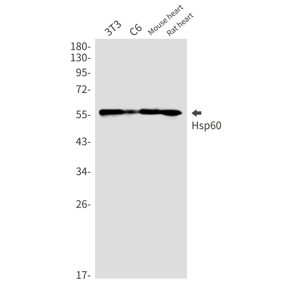 Hsp60 Rabbit Monoclonal Antibody