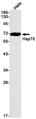 Hsp70 Rabbit Monoclonal Antibody