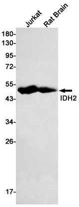 IDH2 Rabbit Monoclonal Antibody