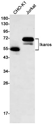Ikaros Rabbit Monoclonal Antibody
