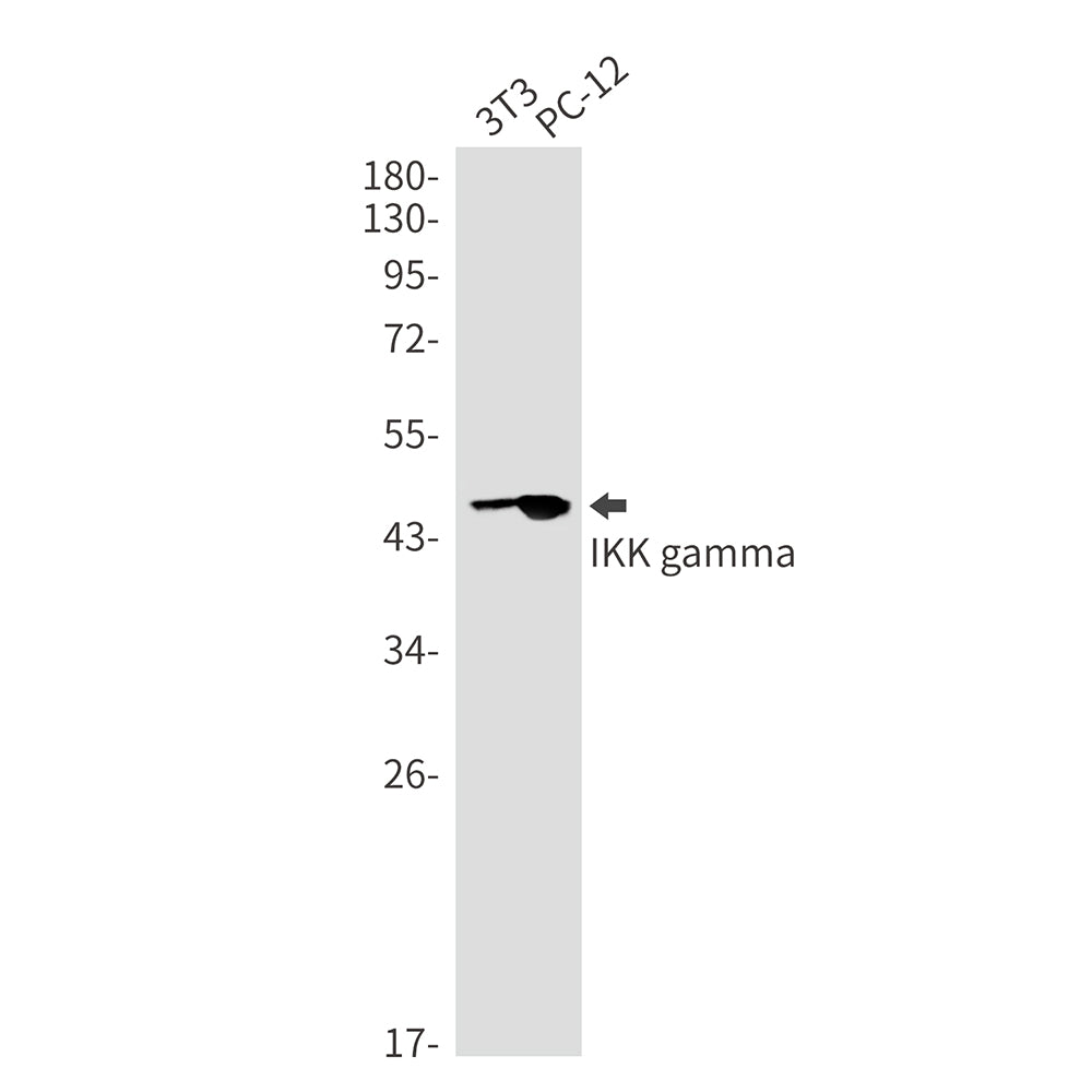 IKK gamma Rabbit Monoclonal Antibody