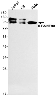 ILF3 Rabbit Monoclonal Antibody