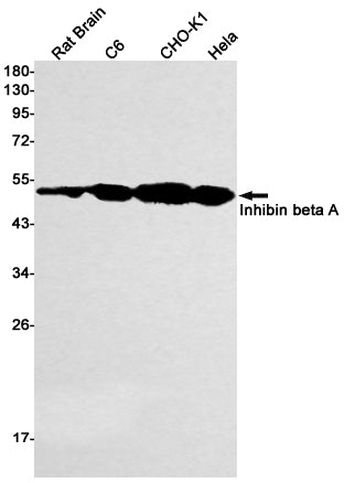 Inhibin beta A Rabbit Monoclonal Antibody