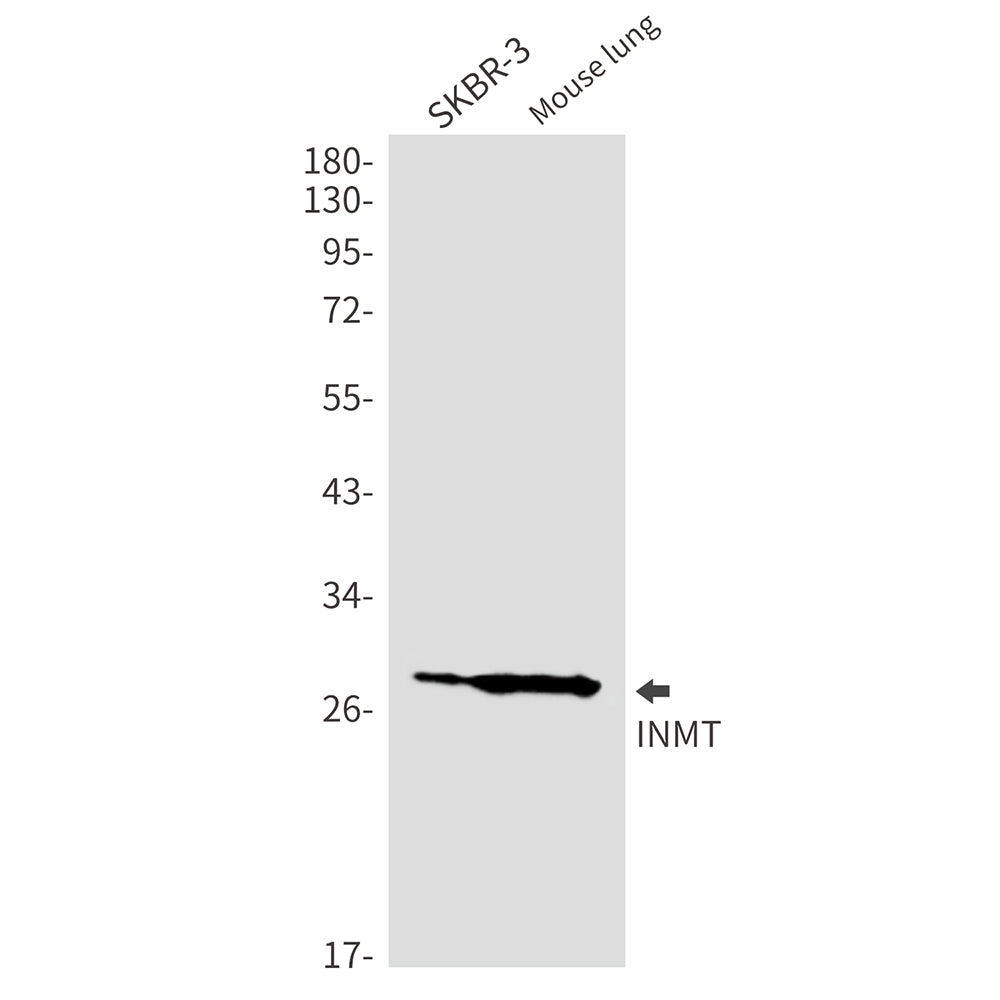 INMT Rabbit Monoclonal Antibody