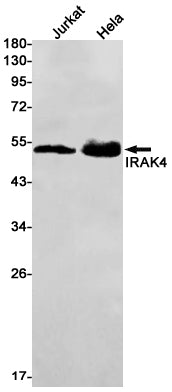 IRAK4 Rabbit Monoclonal Antibody