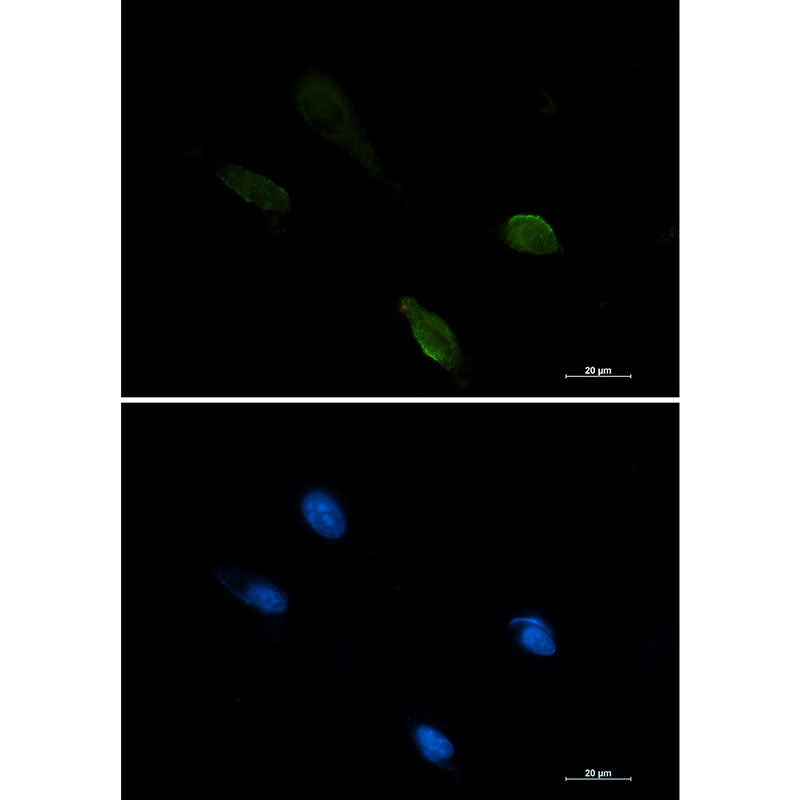 IRF1 Rabbit Monoclonal Antibody