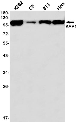 KAP1 Rabbit Monoclonal Antibody