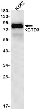 KCTD3 Rabbit Monoclonal Antibody