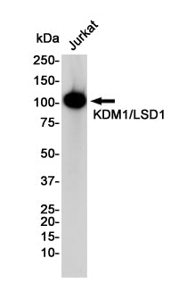 KDM1A Rabbit Monoclonal Antibody