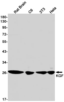 KGF Rabbit Monoclonal Antibody