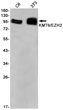 KMT6 Rabbit Monoclonal Antibody