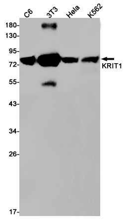 KRIT1 Rabbit Monoclonal Antibody