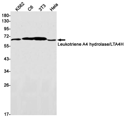 Leukotriene A4 Hydrolase Rabbit Monoclonal Antibody