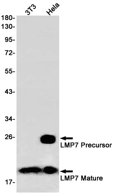 Proteasome beta 8 Rabbit Monoclonal Antibody