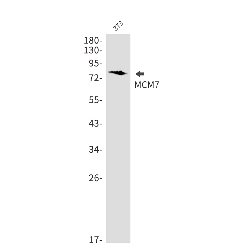 MCM7 Rabbit Monoclonal Antibody