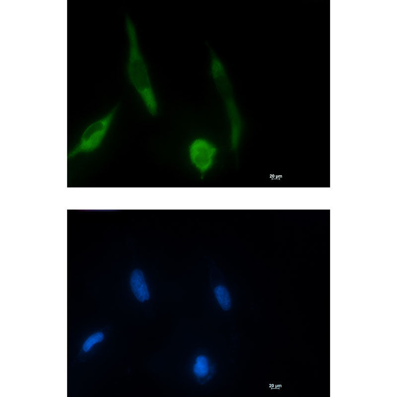 Phospho-MEK1 (Ser298) Rabbit Monoclonal Antibody