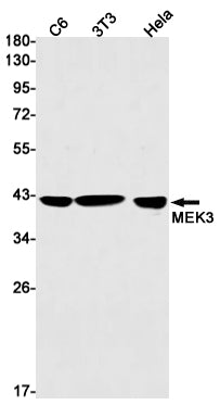 MEK3 Rabbit Monoclonal Antibody