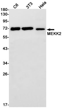 MEKK2 Rabbit Monoclonal Antibody
