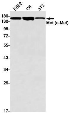 c-Met Rabbit Monoclonal Antibody