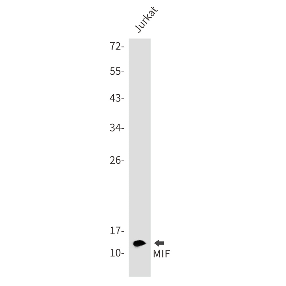 MIF Rabbit Monoclonal Antibody