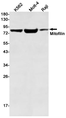 Mitofilin Rabbit Monoclonal Antibody