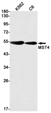 MST4 Rabbit Monoclonal Antibody